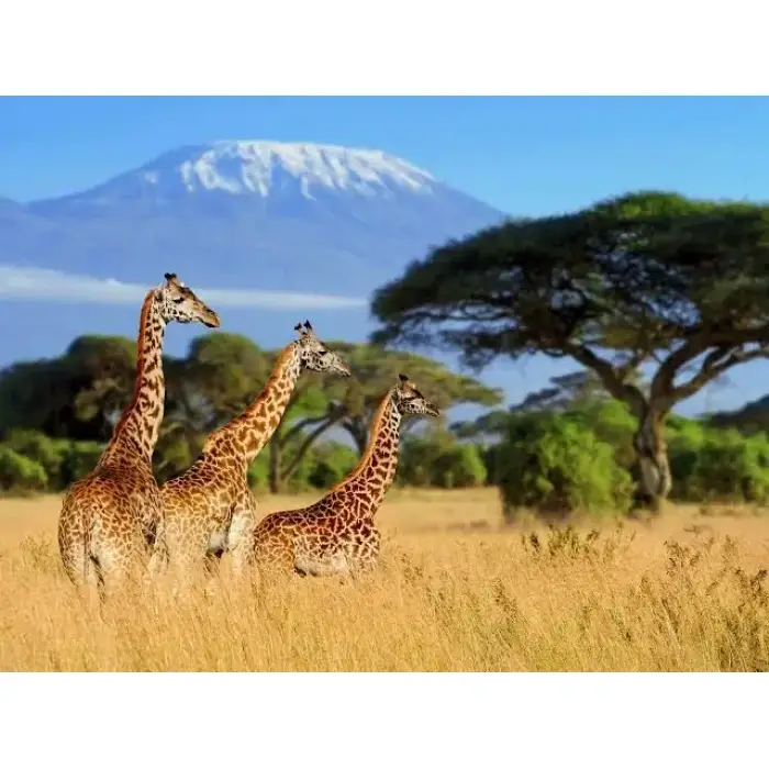 Safari Adventure
